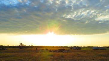 El sol despunta majestuoso sobre las vastas llanuras del oriente colombiano, tiñendo de oro el horizonte en Aguazul, Casanare. &nbsp;