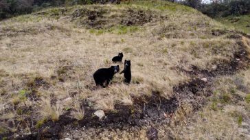 En el Páramo de Chingaza habitan los imponentes osos andinos (también conocidos como oso de anteojos), una especie vulnerable y vital para el ecosistema. Estos solitarios animales son clave para […]