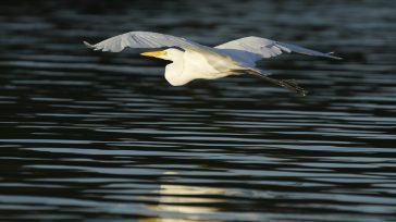 En la exuberante región de Nuquí, la Garza Blanca se eleva majestuosamente, delineando su silueta contra el vasto horizonte marino del Pacífico colombiano. Su vuelo elegante es un espectáculo común [&hellip;]