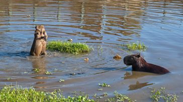 «La prioridad del Gobierno es el cuidado de la vida y en este caso garantizar la conservación y el trato digno de esta especie emblemática de nuestra fauna silvestre» &nbsp; [&hellip;]