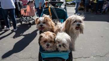 Expopet Colombia, la feria internacional líder en el país para los amantes de los animales de compañía. Del 14 al 18 de agosto.     Andrés Quintero Bogotá, Colombia Corferias […]