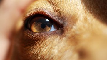 Al proteger jurídicamente a quienes no tienen voz, protegemos también lo mejor de nosotros mismos. Porque los animales no son bienes: son afectos.   Hernán Alejandro Olano García. El derecho […]