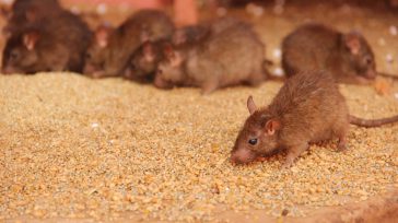 En Gaza, igual a como se hacía en las fincas de antaño con los roedores, los reúnen para regalarles la comida y el agua que  necesitan para sobrevivir, y cuando […]