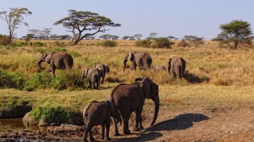El Parque Nacional del Serengeti en Tanzania alberga una creciente población de elefantes, estimada en más de 7,000 individuos. Esta cifra refleja un aumento significativo en los últimos años, evidenciando [&hellip;]