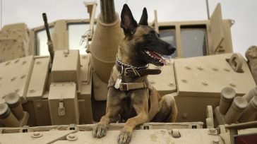 El perro de trabajo militar Jackson de la Fuerza Aérea de EE. UU. se sienta en un vehículo de combate M2A3 Bradley del Ejército de EE. UU. antes de salir [&hellip;]