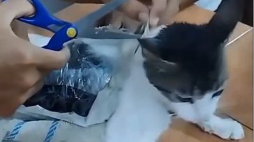 Detienen al «narco-michi» en Costa Rica: el gato que utilizaban para el contrabando de droga. El animal era empleado por los presos de una cárcel para introducir sustancias ilegales sin [&hellip;]