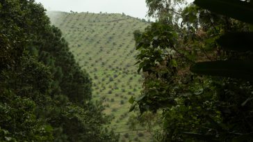 Cultivos de aguacates        Cae grupo antioqueño de «emprendedores» y «gente de bien», acusados de lavado de activos y narcotráfico, ocultaba el delito en empresas de aguacates.   […]