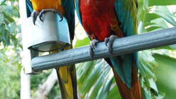 Colombia ha sido elevada a la cumbre de la conservación global tras recibir la prestigiosa medalla NBSAP Reverse the Red 2025.   Primicia Diario Colombia ha sido elevada a la […]