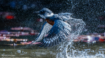 Gran Premio de Chile y Colombia   Primicia Diario La Sociedad Nacional Audubon ha revelado a los ganadores de los prestigiosos Premios de Fotografía Audubon 2025, que celebran su decimosexta […]