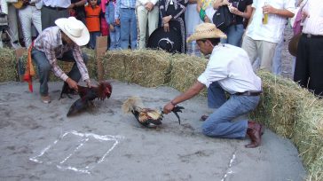 «Para los galleros puesto que como no son un espectáculo de multitudes sino de círculos cerrados ,las riñas se harán seguramente en fincas alejadas de los cascos urbanos o en […]