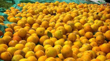 En la  Plaza Manuel Murillo Toro se transformó en un centro de acopio y venta directa. Allí se comercializaron más de dos toneladas de naranja provenientes de la vereda San […]