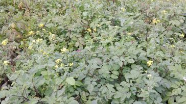 Papa nativa          Julián Escobar El artículo expone la paradoja de la papa nativa en Colombia: a pesar de la existencia de más de 30 variedades, solo […]