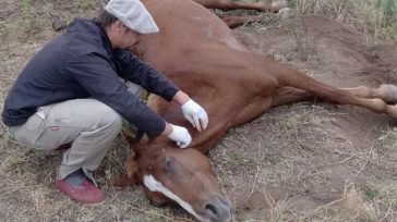 A nivel nacional, la cifra de casos positivos de EEE asciende a veinticinco, distribuidos en los departamentos de Meta, Casanare, Bolívar y Sucre.     Bogotá, Colombia  Ante la creciente […]