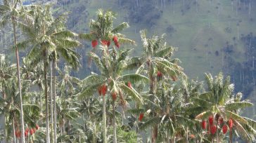 Palmas Quindianas      El Quindiano Especial  Calarcá, Quindío  El Jardín Botánico del Quindío (JBQ), hogar de la colección más completa de palmas nativas de Colombia, será la sede de […]