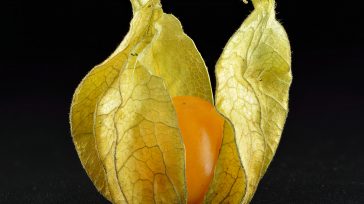 La Uchuva      En sintonía con la «Reforma Agraria y el desarrollo económico del campo colombiano», el Instituto Colombiano Agropecuario (ICA) ha desplegado un programa de acompañamiento técnico crucial […]