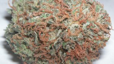 Flor seca de Cannabis     Primicia Diario El Gobierno Nacional de Colombia ha marcado un hito en la regulación de sustancias controladas con la expedición del Decreto 1138 de […]