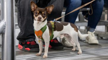 «Perros criollos 100%»: Dedicada a los ejemplares de ascendencia netamente mestiza.       Paola Herrera Torres Medellín La capital antioqueña se viste de gala para acoger la esperada feria […]