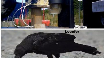 En Suecia entrenaron cuervos para limpiar colillas de cigarrillo, a cambio de un «premio». &nbsp; &nbsp; Primicia Diario Internacional Lo que nació en la ciudad de Södertälje, Suecia, como una [&hellip;]