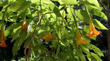 «Borrachero», planta del género Brugmansia nativa de Colombia, conocida por su capacidad para anular por completo la voluntad humana. &nbsp; &nbsp; Internacional Primicia Diario La desclasificación de los archivos que [&hellip;]