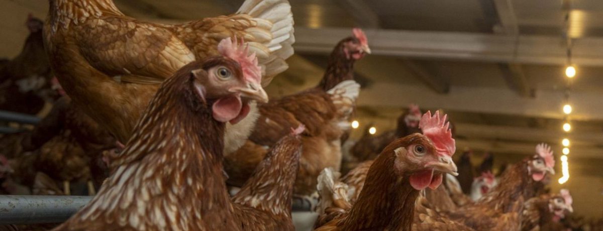 «Muchos creemos entonces que este país mamado de robagallinas y de ignorantes redactando decretos, que tumban las Cortes en seguidilla, debe estallar. Pero no. Aquí ,como siempre, pasa de todo [&hellip;]