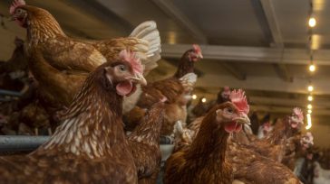 «Muchos creemos entonces que este país mamado de robagallinas y de ignorantes redactando decretos, que tumban las Cortes en seguidilla, debe estallar. Pero no. Aquí ,como siempre, pasa de todo [&hellip;]