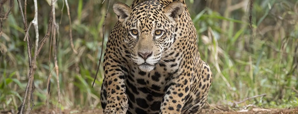Jaguar &nbsp; Naturaleza Primicia Diario El  jaguar no es solo el felino más grande del continente, sino una «especie sombrilla» cuya sola presencia garantiza el equilibrio de ecosistemas enteros, desde el [&hellip;]