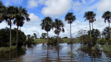 El morichal del Vichada se erige como un santuario hídrico vital que, al emerger de las aguas subterráneas, garantiza el sustento y refugio de una biodiversidad excepcional. Este ecosistema estratégico [&hellip;]