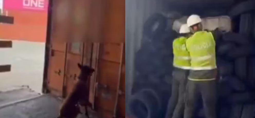 La cocaína se encontraba meticulosamente oculta en el interior de llantas para vehículos, una estratagema que buscaba burlar los escáneres de seguridad, pero que fue neutralizada gracias al olfato de [&hellip;]