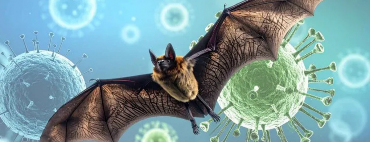 El virus Nipah es una enfermedad zoonótica, es decir, se transmite de animales a humanos, y tiene como principal reservorio al murciélago de la fruta.  &nbsp; Primicia Diario Internacional El [&hellip;]