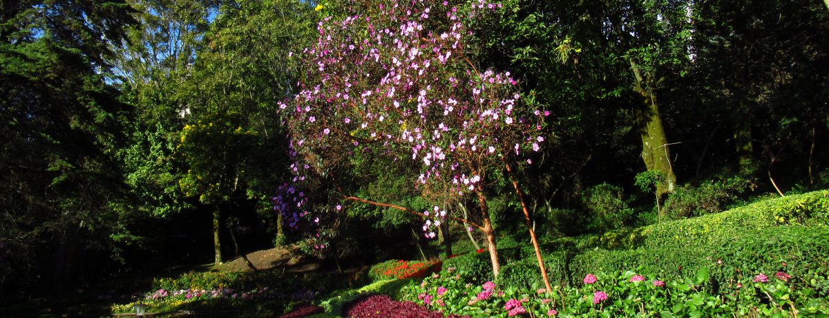 Los jardines de una de las universidades bogotanas. &nbsp; Primicia Diario Históricamente, la academia en Colombia se había beneficiado de una estructura legal que le permitía eludir el pago de [&hellip;]