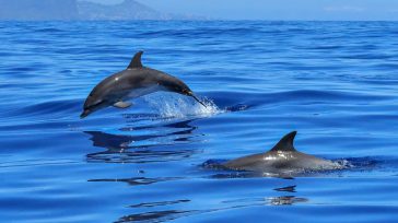 Una patrulla de la Armada Nacional, que navegaba con pocas esperanzas de hallazgo, divisó un comportamiento inusual en el horizonte: un grupo de delfines realizaba movimientos circulares y saltos rítmicos [&hellip;]