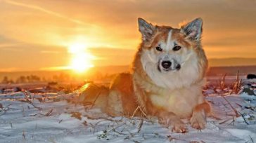 Un perro de raza pastor islandés se ha vuelto viral tras predecir con exactitud las últimas tres aperturas de fisuras volcánicas. El animal empieza a aullar y a correr en [&hellip;]