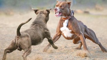 «Las peleas son actos crueles tipificados como delitos ante las autoridades nacionales y merecen el repudio de toda la sociedad colombiana» &nbsp; Fermin Godoy Especial  &nbsp; Después del desmantelamiento de [&hellip;]