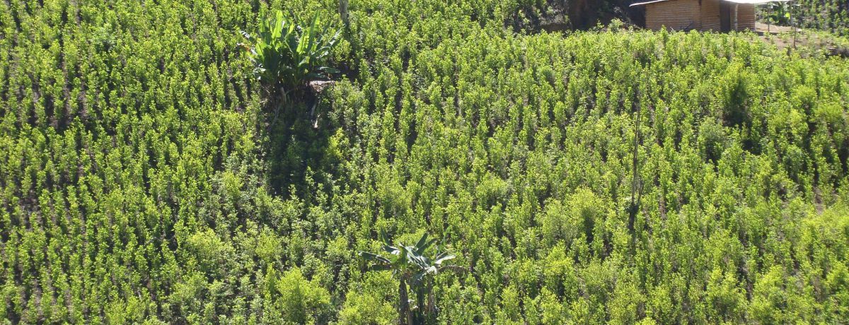 El proceso de paz en el Pacífico Sur ha logrado una histórica reducción del 92% en los homicidios, priorizando la vida sobre el conflicto técnico. Este desescalamiento ha frenado la [&hellip;]