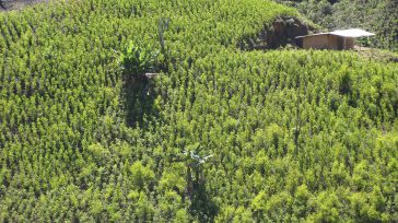 El proceso de paz en el Pacífico Sur ha logrado una histórica reducción del 92% en los homicidios, priorizando la vida sobre el conflicto técnico. Este desescalamiento ha frenado la [&hellip;]