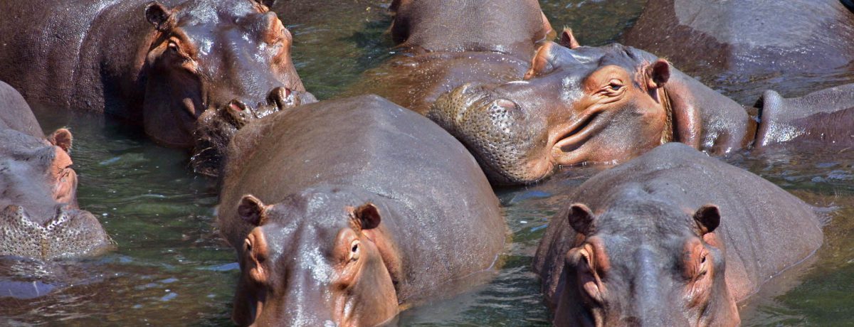 La invasión de hipopótamos en el Magdalena ha escalado de un problema ambiental a una crisis de salud y seguridad jurídica. Expertos alertan que el consumo de su carne, debatido [&hellip;]