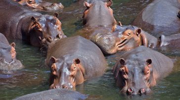 La invasión de hipopótamos en el Magdalena ha escalado de un problema ambiental a una crisis de salud y seguridad jurídica. Expertos alertan que el consumo de su carne, debatido [&hellip;]