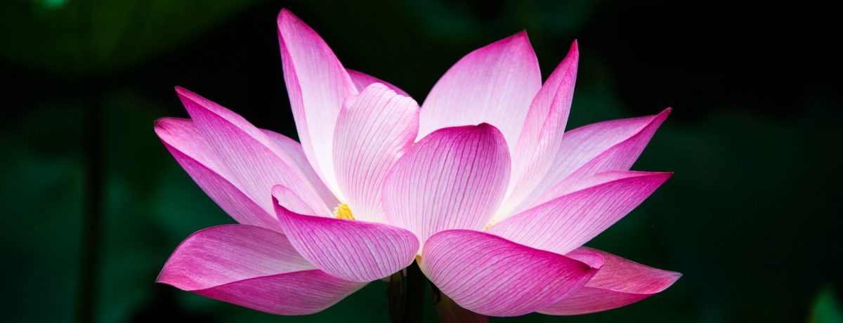 Más allá de su estética, la flor de loto es un profundo símbolo místico en el budismo e hinduismo por emerger impecable desde aguas turbias. Esta planta acuática representa el [&hellip;]