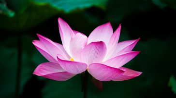 Más allá de su estética, la flor de loto es un profundo símbolo místico en el budismo e hinduismo por emerger impecable desde aguas turbias. Esta planta acuática representa el [&hellip;]