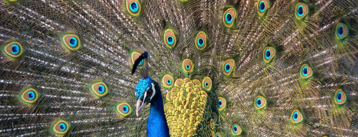 El pavo real destaca como uno de los espectáculos visuales más deslumbrantes del reino animal gracias al despliegue de su cola en forma de abanico. Sus plumas, colmadas de ocelos [&hellip;]