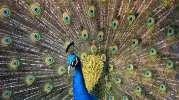 El pavo real destaca como uno de los espectáculos visuales más deslumbrantes del reino animal gracias al despliegue de su cola en forma de abanico. Sus plumas, colmadas de ocelos [&hellip;]