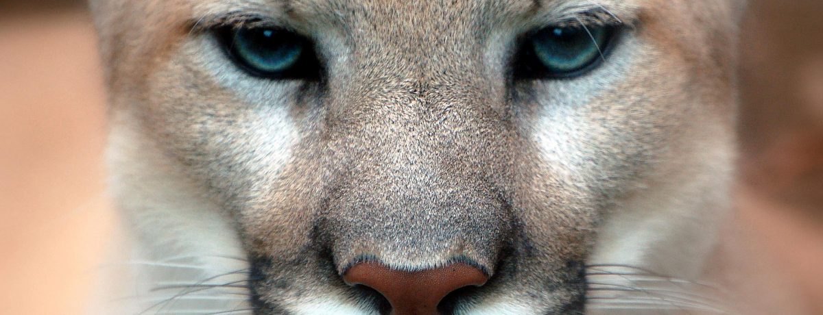 Puma &nbsp; &nbsp; Gustavo Alvarez Gardeazábal El Porce Desde hace poco más de un mes se oye el rumor, desde Betania  en la montaña alta ,hasta Ricaurte, a orillas del [&hellip;]