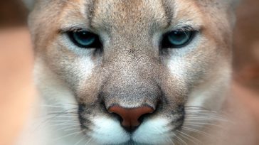 Puma &nbsp; &nbsp; Gustavo Alvarez Gardeazábal El Porce Desde hace poco más de un mes se oye el rumor, desde Betania  en la montaña alta ,hasta Ricaurte, a orillas del [&hellip;]